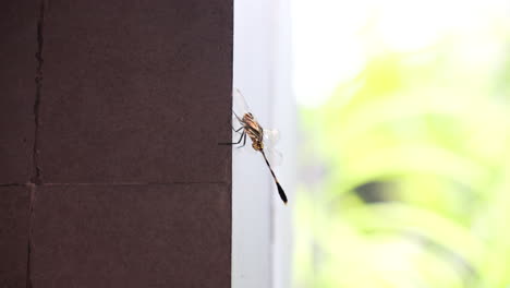 dragonflies in indonesia contribute to rich biodiversity of the region