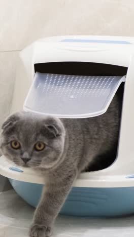 a cat in a cat litter box