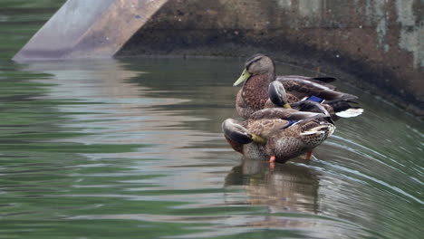 some female mallard ducks sitting on the edge of a dam with water flowing all around them