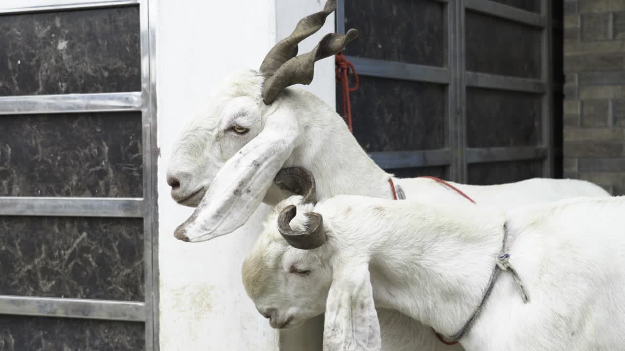 cabra en venta para la celebración del eid de bakr en la india.