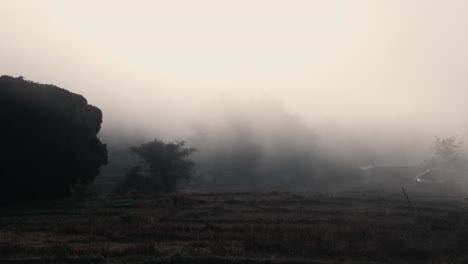 rice field covered in dense morning mist in northern thailand