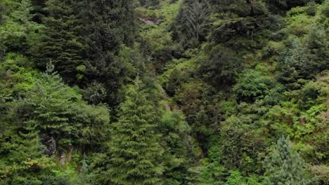 Bosque-Deodar-Manali-Himachal---El-Bosque-En-El-Bosque