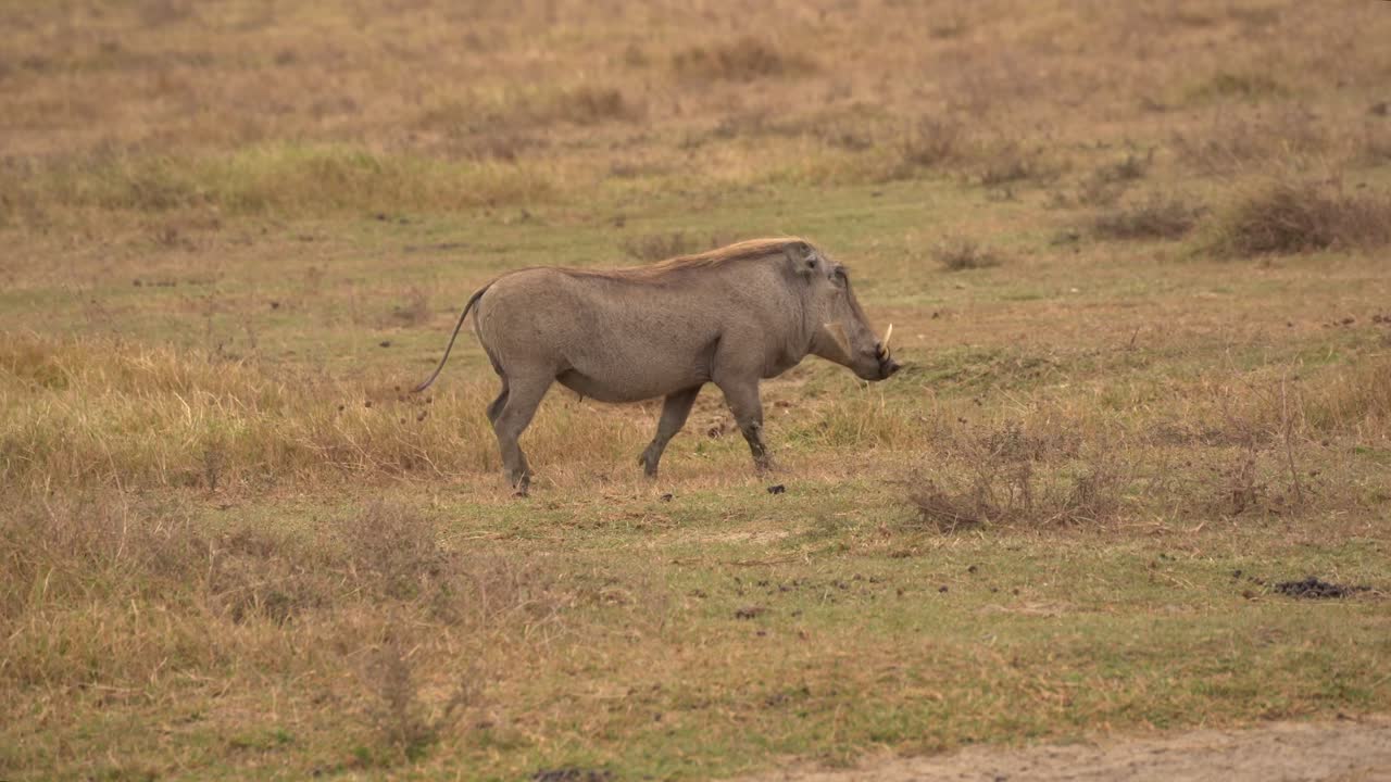 Un facocero che corre nella savana africana in Tanzania, che mostra questo animale veloce e attento nel suo habitat naturale durante un safari. Estate in Africa, natura selvaggia