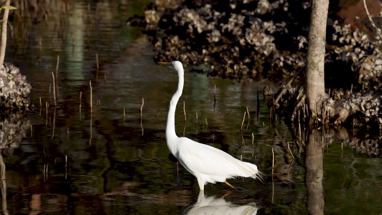 습지 환경에서 먹이를 찾는 큰 독수리