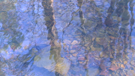 reflejo de los árboles y el cielo en la superficie de un arroyo lento