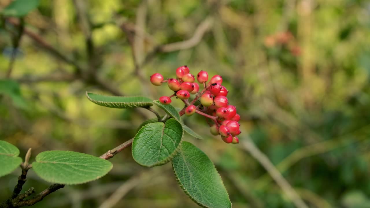 Wild berries on the edge of the forest turning red - 1