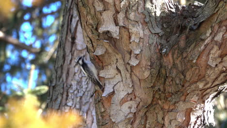 a female downy woodpecker pries under the bark of a maple tree in search of food