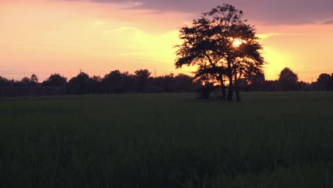 Sun-Gets-Brighter-Behind-the-Tree