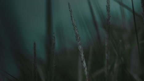 close up of natural bio organic field of spikes sway in wind. ripe cereal dark moody