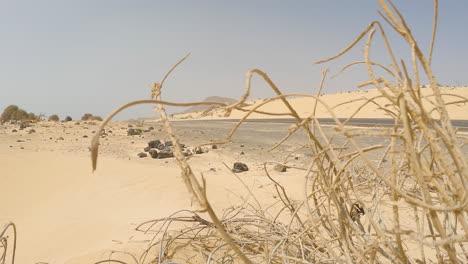 Trockene-Zweige-Auf-Sanddünen-In-Der-Nähe-Einer-Unbefestigten-Straße-In-Fuerteventura,-Kanarische-Inseln,-Spanien