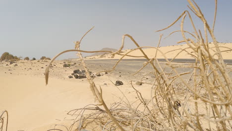 ramitas secas en dunas de arena cerca de un camino de tierra en fuerteventura, islas canarias, españa