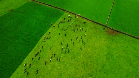 herd of animal in green field 4k