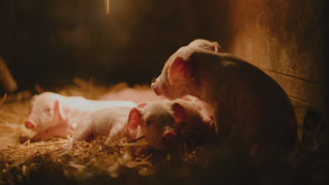 adorable newborn piglets