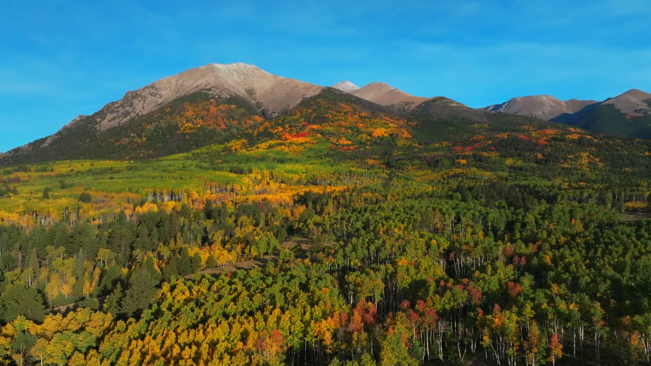 Fall autumn colorful Aspen trees Pike San Isabel National Forest Mt Mount Shavano Tabeguache Peak wilderness Sawatch Range aerial drone Colorado Trail Buena Vista morning blue sky Rocky Mountains up