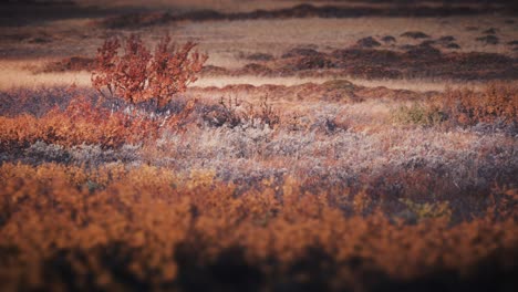 stark northern landscape in the varanger national park