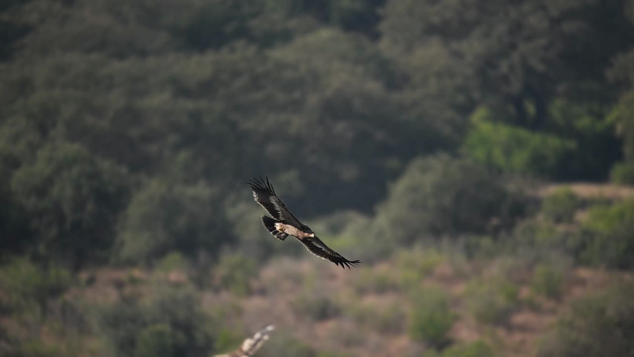 Volo dell'aquila delle steppe che mette in evidenza il controllo della velocità, l'istinto di sopravvivenza e l'acuta consapevolezza