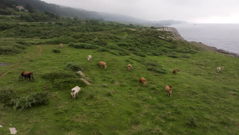 cows grazing by the coastline