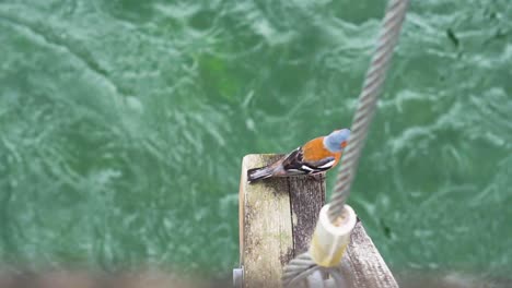 small chaffinch bird perched on edge of bridge over flowing river