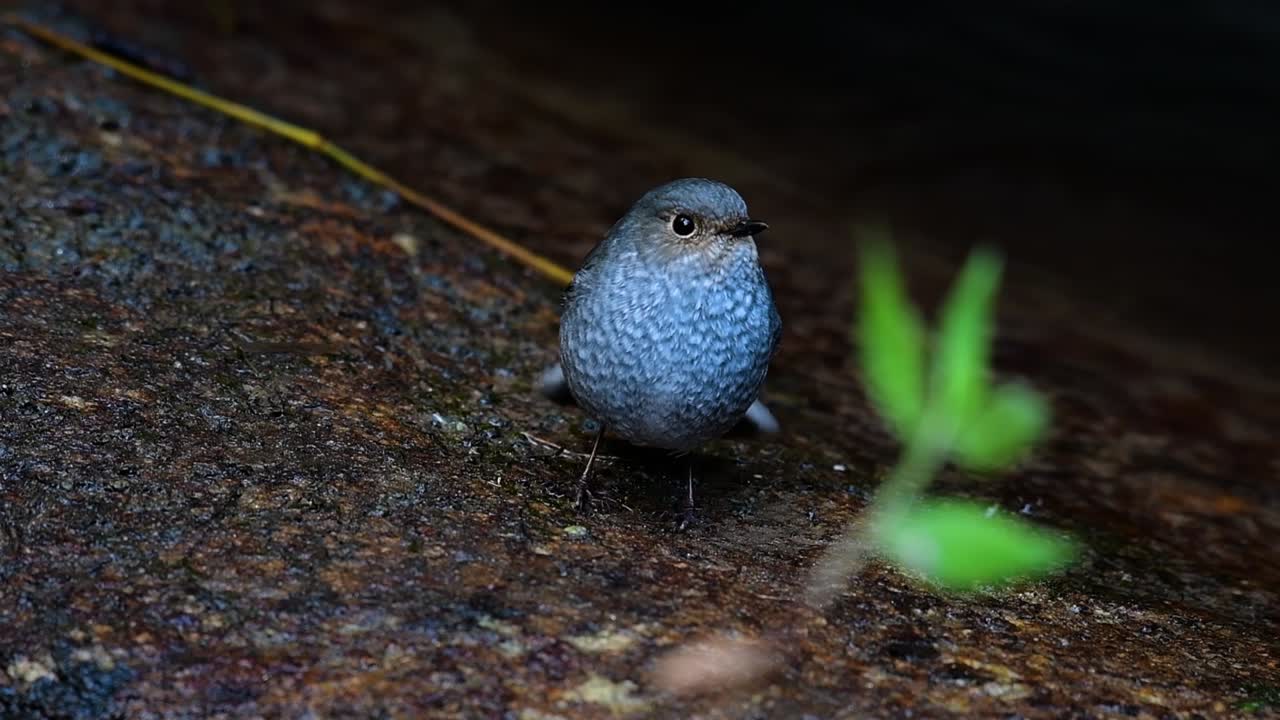 이 암컷 plumbeous redstart는 수컷만큼 화려하지는 않지만 확실히 귀여운 새의 공처럼 푹신합니다.