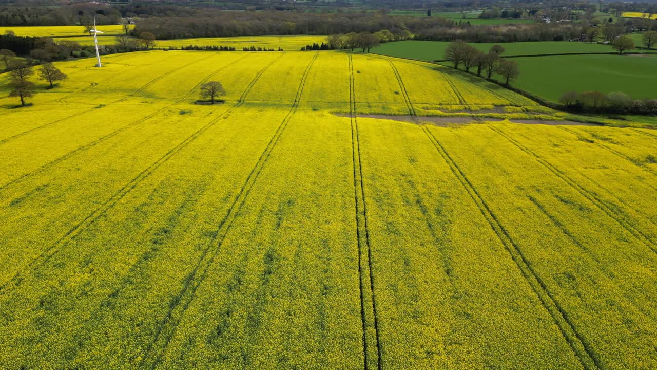 vista aérea de cultivos de colza de color amarillo brillante en campos en worcestershire, inglaterra