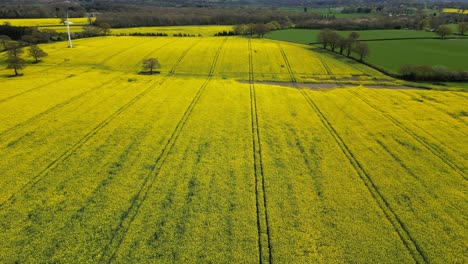 aerial view of bright yellow rapeseed crops in fields in worcestershire, england