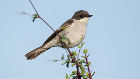 Afrikanischer-Vogel,-Der-An-Einem-Windigen-Tag-In-Afrika-Auf-Dem-Zweig-Sitzt