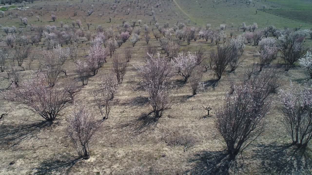 봄 에 꽃 이 피는 과수원 의 공중 사진