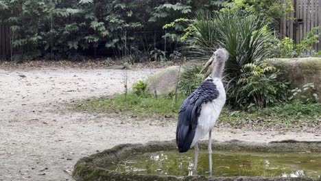 vista de una cigüeña marabú, leptoptilos crumeniferus con una de las alas extendidas mientras se alejaba de un pequeño estanque artificial en el zoológico safari de singapur, reservas mandai durante el día