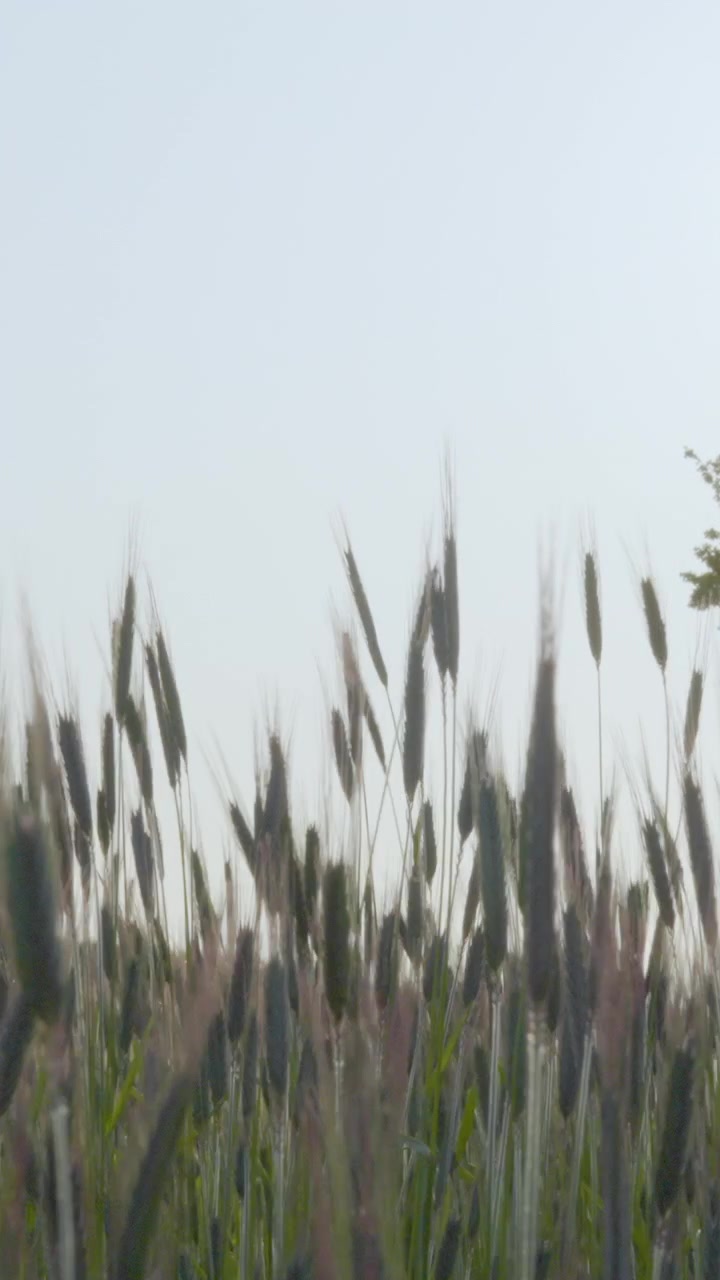 Inquadratura cinematografica dal basso di spighe di segale che ondeggiano al vento durante un tramonto velato. Ideale per concetti di sostenibilità e agricoltura ecologica