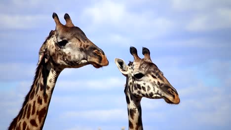 Nahaufnahme-Des-Kopfes-Von-Zwei-Weiblichen-Giraffen,-Die-Gegen-Die-Sonne-In-Afrika-Schauen
