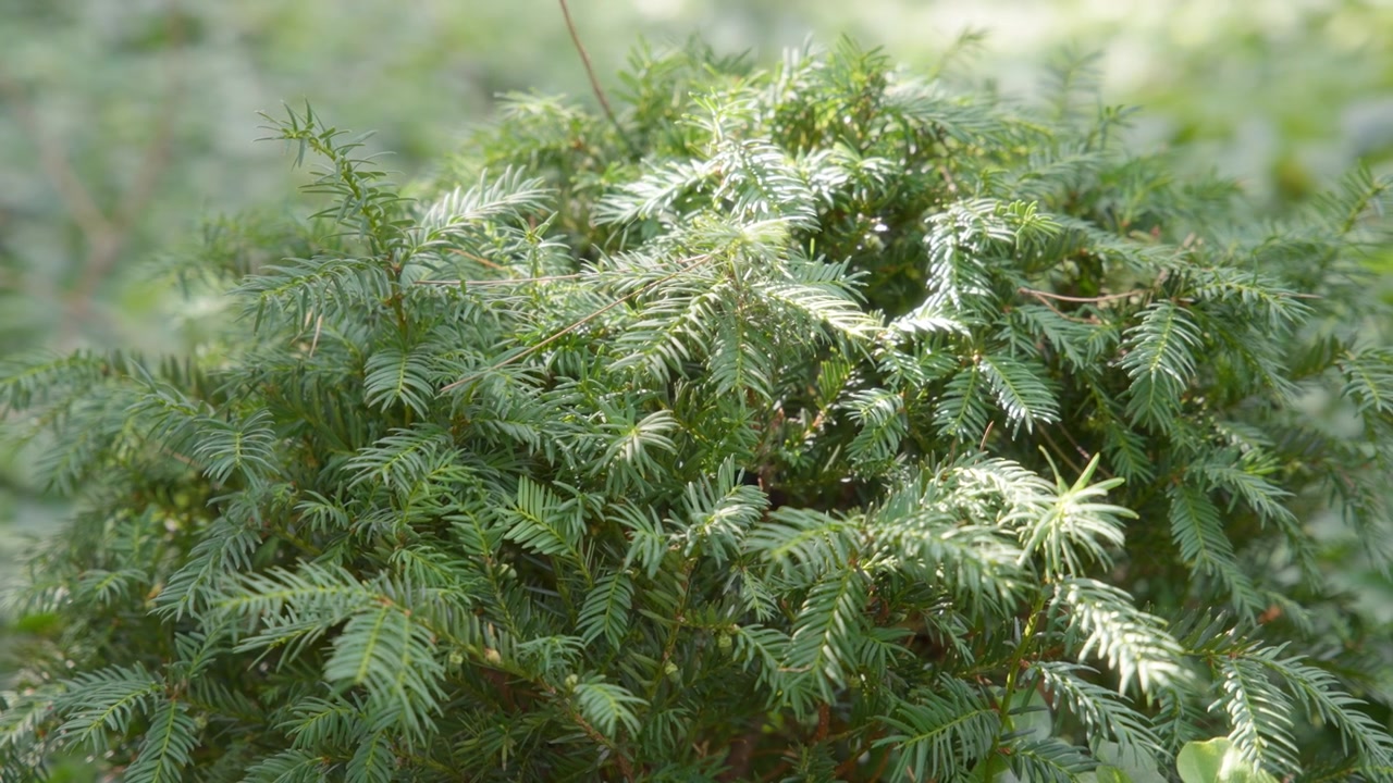 Um arbusto verde no jardim