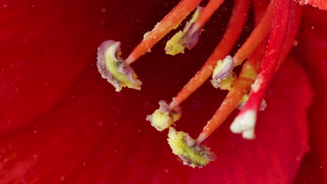 primer plano del estambre de la flor del hibisco