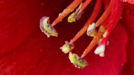 close-up of hibiscus flower stamen