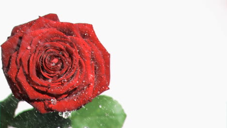 big rose watered in super slow motion