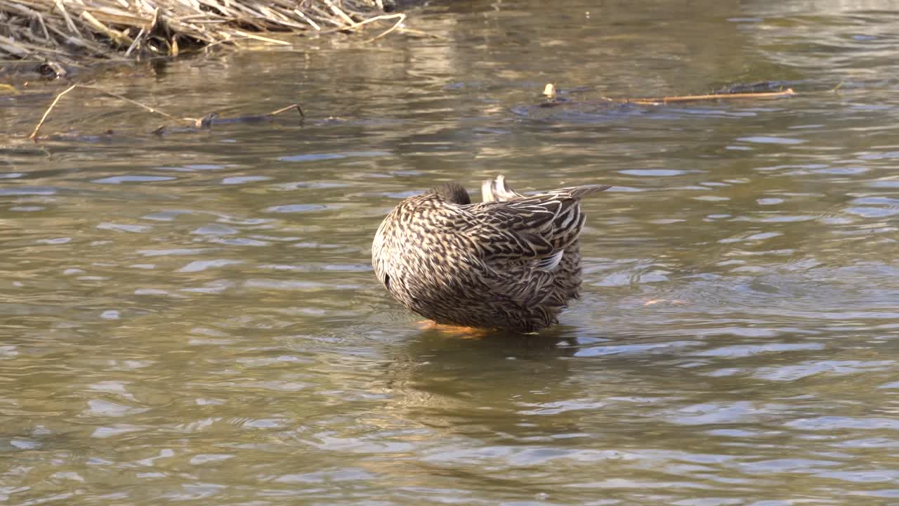 el ánade real hembra se acicala las plumas al borde del agua en un día soleado en yangjaecheon, seúl, corea del sur
