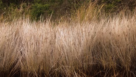 wind blowing through dry grass and bushes