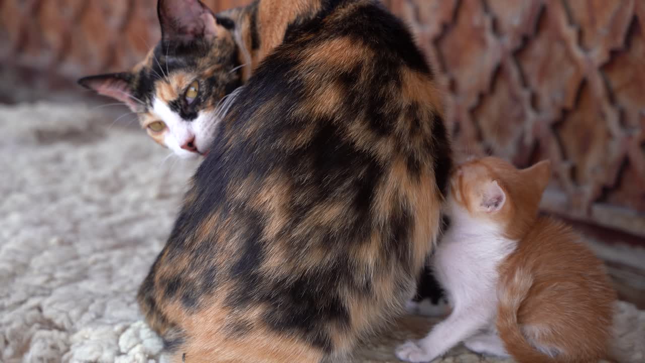 due gatti, madre e figlio che si coccolano per strada