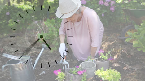 ticking clock against portrait of caucasian senior woman gardening in the garden