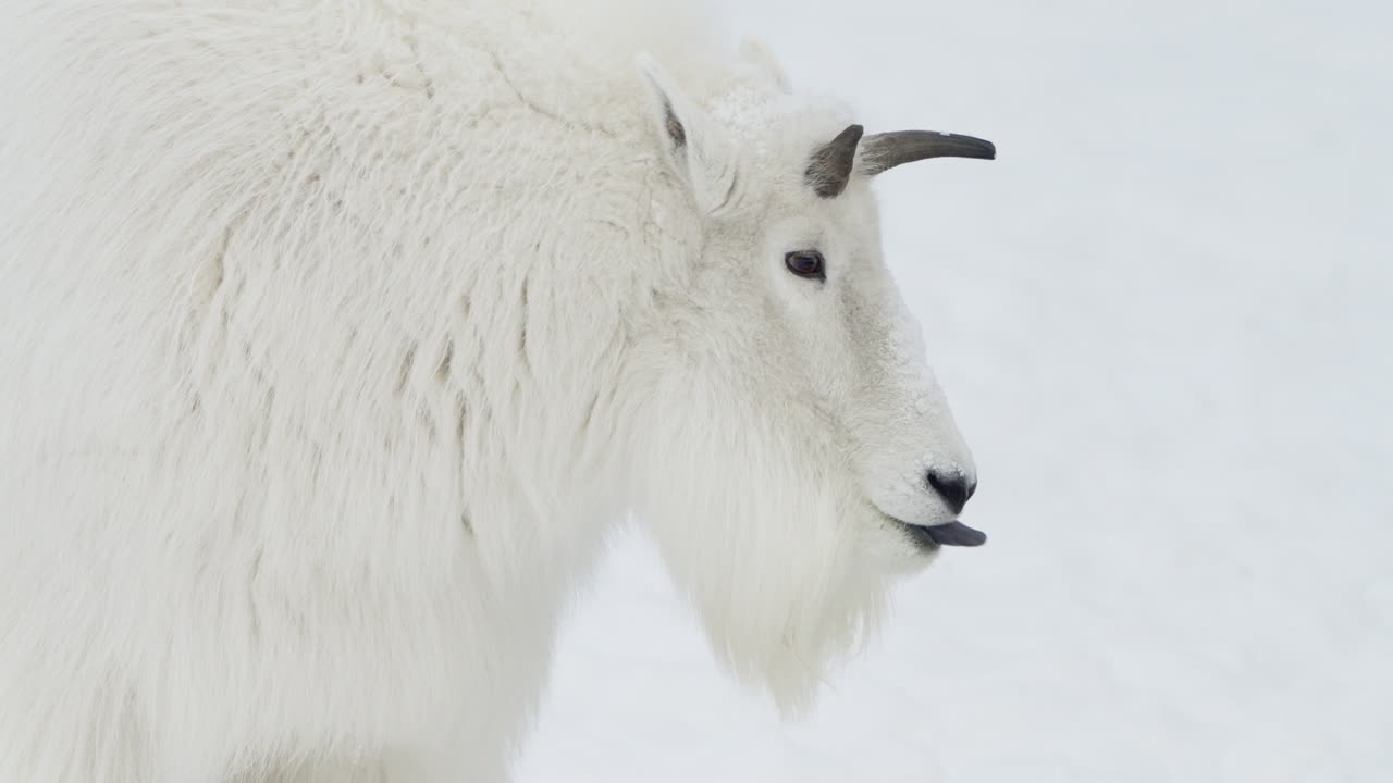 캐나다 에서 겨울 에 경사 에 있는 산 염소 의 근접 사진