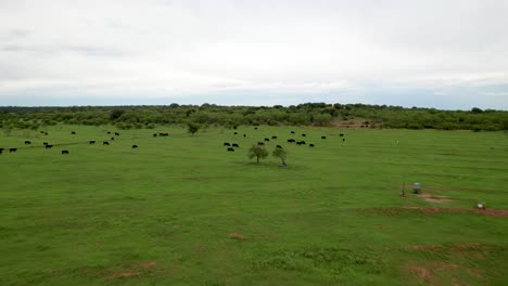 Aerial-drone-footage-of-black-cows-in-a-field-on-a-ranch-in-Texas