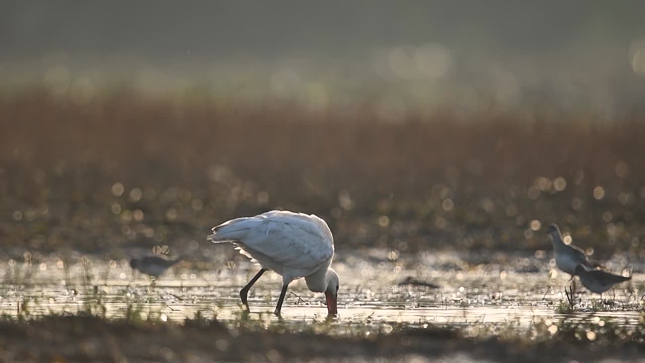 습지 환경에서 먹이를 먹고 있는 야생 유라시아 저어새 무리