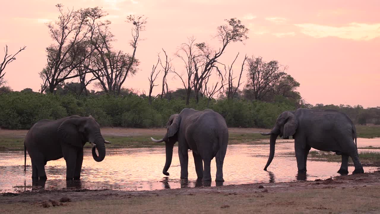 plano general extremo de tres toros elefantes africanos parados en un abrevadero bebiendo al atardecer, khwai botswana