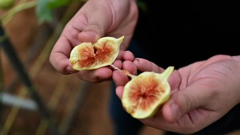 a man opens a fresh ripe green fig inside a greenhouse