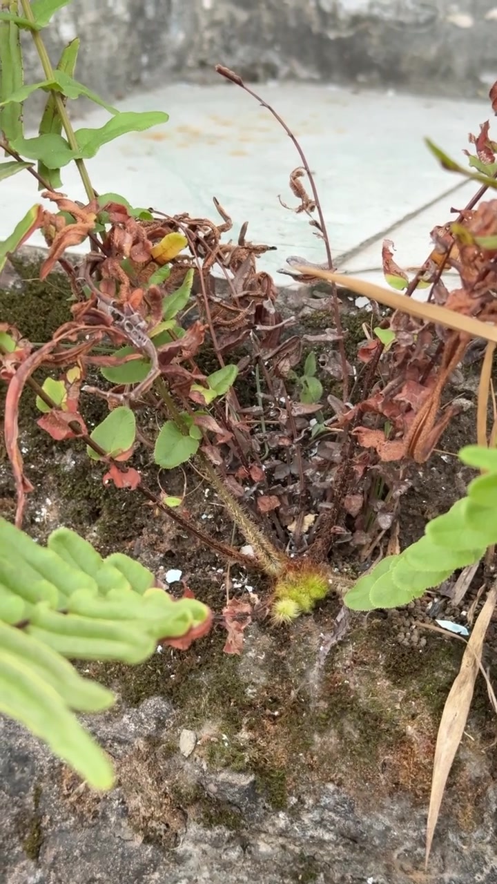 Small Fern Growing Out of Concrete Wall