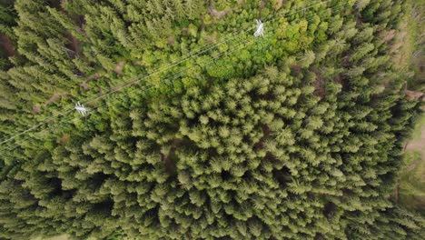 greenery treetops of conifer forest near countryside