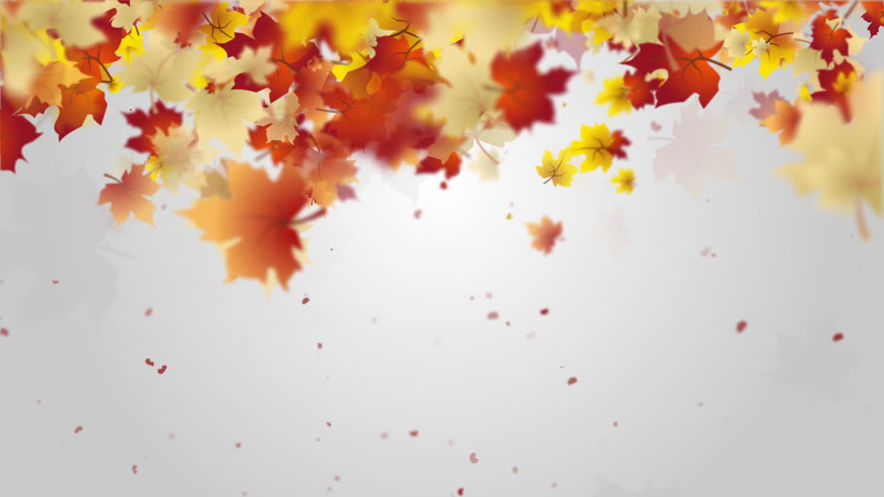 Frame of drawn autumn yellow and red maple leaves falling from top to bottom. Gray background with space for text. Copy space. Looped animation.