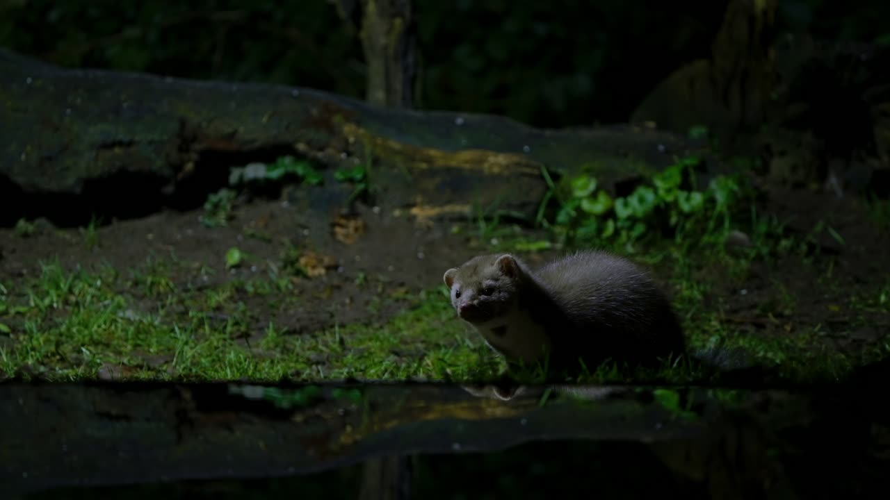 A beech marten moving slowly along a shaded stream in the quiet forest of Drenthe, Netherlands