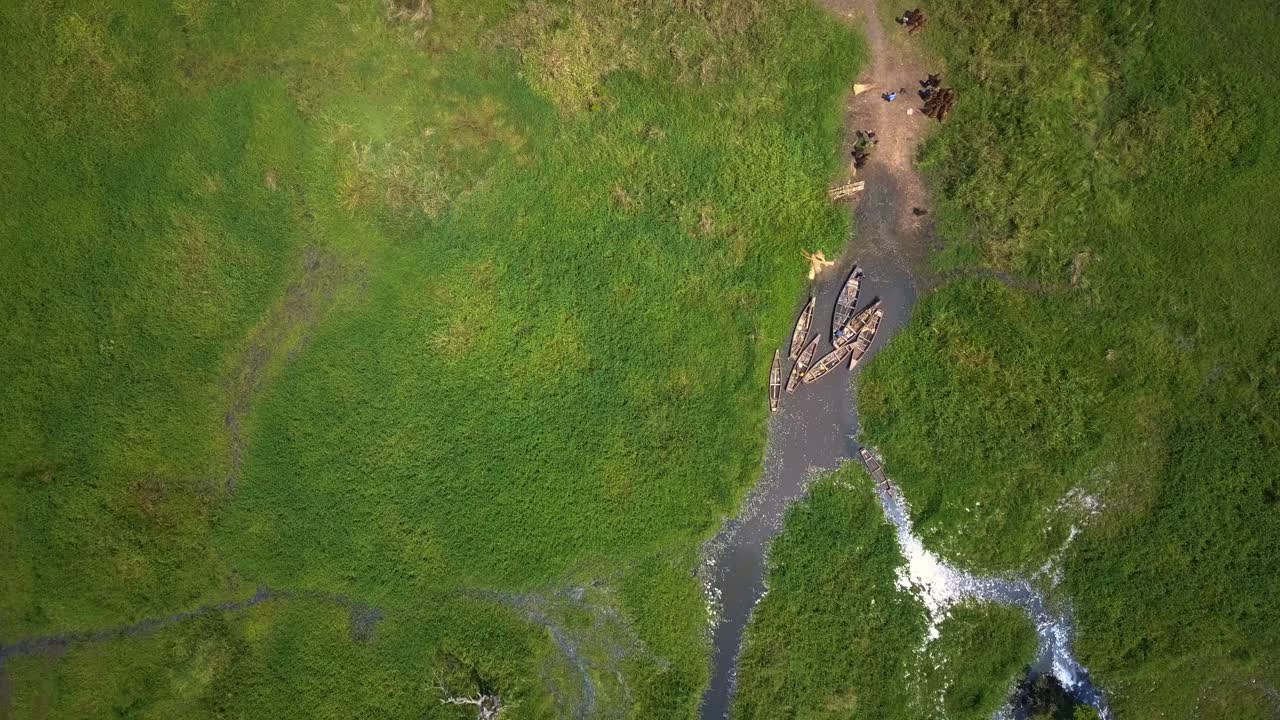 Top down drone shot descending over traditional fishing boats moored at a muddy shore in lush green delta wetlands of the Nile river in Uganda surrounded by dense grass and network of water channels