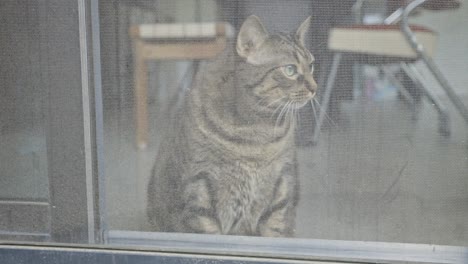 Tabby-Cat-Looking-Through-A-Door-Screen---close-up