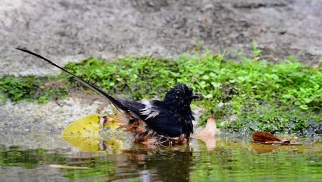 White-rumped-Shama-bathing-in-the-forest-during-a-hot-day,-Copsychus-malabaricus,-in-Slow-Motion